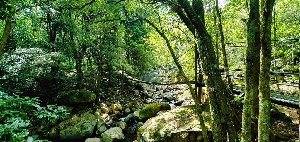 In The Forest